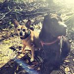 Profile Picture of Judith Dahl (@sharpei_ginger_and_lucky_) on Instagram