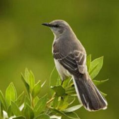 Profile Picture of James (@camus_99) on Twitter