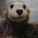 Profile Picture of peter monkey (@peter_the_monkey) on Instagram