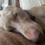 Profile Picture of David Lipko (@davidlipko) on Instagram