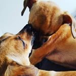 Profile Picture of Rory & Jesse Chao-Mancuso pups (@rory_and_jesse_dogs) on Instagram