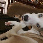 Profile Picture of Kim Andre Fossum (@krekling_the_alaska_husky) on Instagram