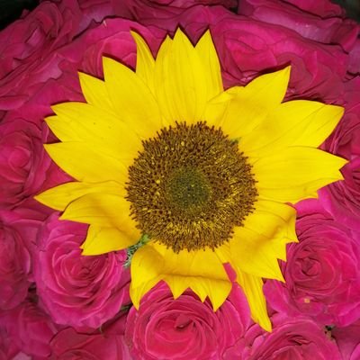 Profile Picture of Maria Luisa Pichardo Mejía (@LuisaPichardo5) on Twitter