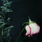 Profile Picture of Mauricio Corona (@mau_corona01) on Instagram