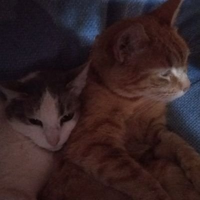 Profile Picture of Mónica Oñate (@MnicaOate2) on Twitter