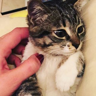 Profile Picture of Maya Amir (@Maya-Amir) on Facebook