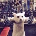 Profile Picture of Paul Mullane (@PJMFitness) on Twitter