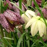 Profile Picture of Gemma Devine (@devine.petals) on Instagram