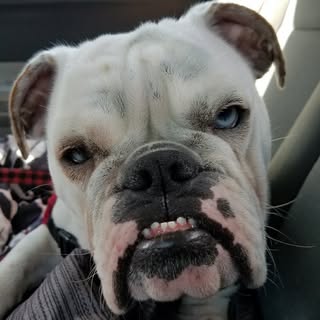 Profile Picture of andrew blois (@andrew.blois) on Instagram