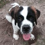 Profile Picture of Joey Bear Hardy (@joseph_a_bears_st_bernard) on Instagram