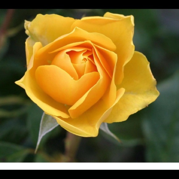 Profile Picture of Loretta Sanchez (@beloved4jesus) on Poshmark