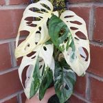 Profile Picture of Vivienne Shaw (@themonsterawithin) on Instagram