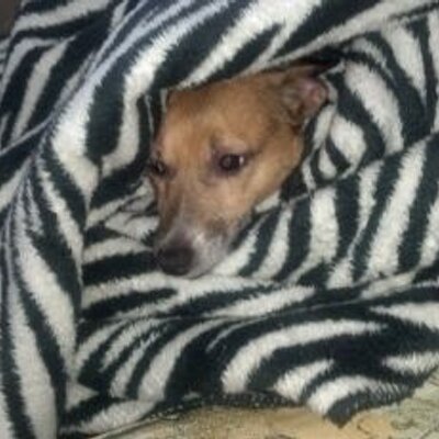 Profile Picture of Carol Ferraro (@3sons4dogs) on Twitter