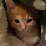 Profile Picture of Oakley the Ginger Kitty (@xxbabyoaks) on Instagram