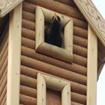 Profile Picture of William Davis (@daringatatariv) on Instagram