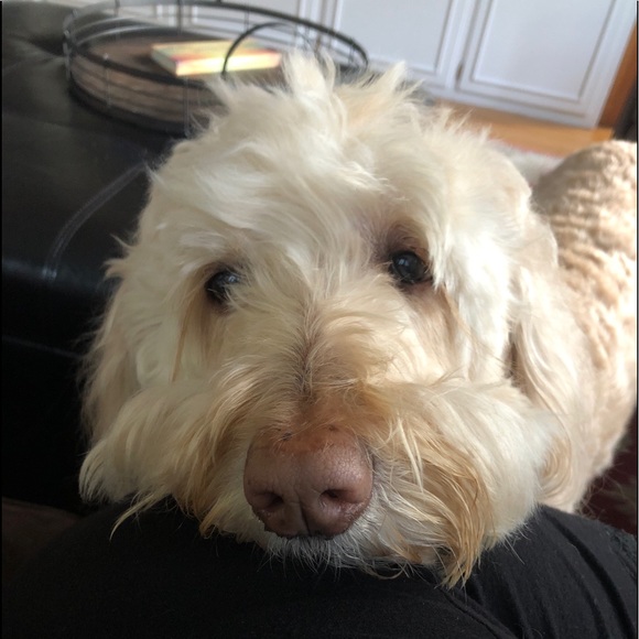 Profile Picture of Michelle Halvey (@coolmom365) on Poshmark