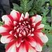 Profile Picture of Salesh Ali (@salesh.ali.9) on Facebook