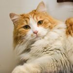 Profile Picture of XiaoYu Sun (@weelys) on Instagram