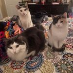 Profile Picture of Leo Bruce Allie (@leo_bruce_allie_cats) on Instagram