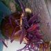 Profile Picture of Sharvini Sharvini (@sharvini.sharvini.9) on Facebook