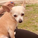 Profile Picture of Chloe Jimenez (@chlo__the_chihuahua) on Instagram