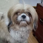 Profile Picture of Fatty Wine (@gina.monk.9216) on Instagram