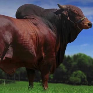 Profile Picture of Rigoberto Cosio (@rigoberto.cosio) on Instagram