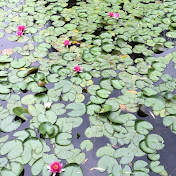 Profile Picture of Yingjun Zhang (@andrew22408) on Youtube