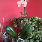 Profile Picture of Dora Robles (@hrobles03) on Instagram