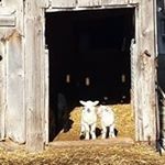 Profile Picture of Michael Sloboda (@slobodamichael) on Instagram