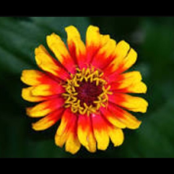 Profile Picture of Habiba Feroze (@zara127) on Poshmark