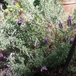 Profile Picture of Sherry Varner Koster (@sherrykoster) on Instagram