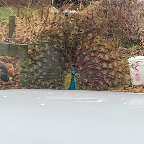 Profile Picture of Sam Kerwood (@skerwood1986) on Poshmark