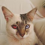 ほのか - Instagram Profile Picture of ほのか (@_vincentvelasquez) on Instagram