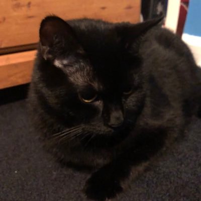 Profile Picture of Chris Schwarze (@ChrisSchwarze7) on Twitter