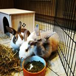 Profile Picture of Amanda frayling (@amandajfrayling) on Instagram