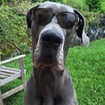 Profile Picture of Gunner, Paige & Greg Stienlet (@gunner_the_great_dane) on Instagram