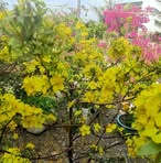 Profile Picture of Dat Du (@dat.du.522866) on Facebook