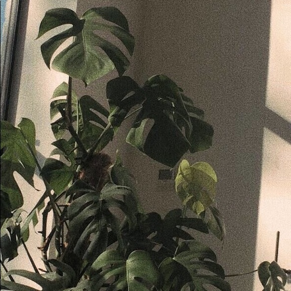 Profile Picture of Genesis Carela (@genesis_carela) on Poshmark