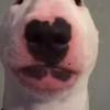 Profile Picture of Matthew Ode (@thehommiematt) on Tiktok