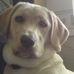 Profile Picture of Amber CustardCream Labrador (@amber.pup) on Facebook