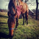 Profile Picture of Tiffany Wise (@tnw.equestrian) on Instagram