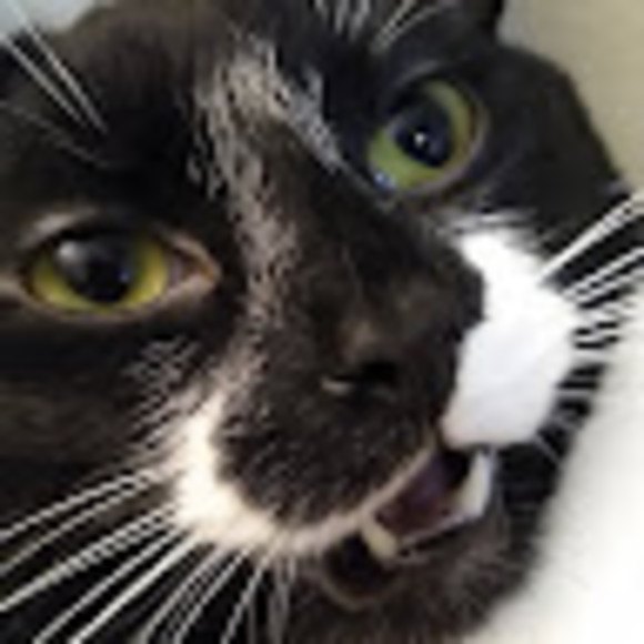 Profile Picture of Tania Arvanitidis (@taniaarven) on Poshmark