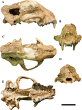 Profile Picture of Megalictison Wikipedia