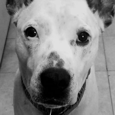 Profile Picture of Johnny Smalls (@TheJohnnySmalls) on Twitter