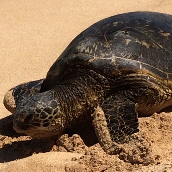 Profile Picture of Sami Hanna (@buyer2k11) on Poshmark