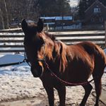Profile Picture of ava lindsay (@eventing.poppit) on Instagram