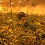 Profile Picture of Joey Batts (@cannacrypto) on Instagram