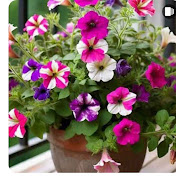 Profile Picture of Shah Din (@ShahDin-f5u) on Youtube