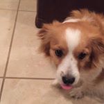 Profile Picture of Thomas Stillman (@thewondertank) on Instagram